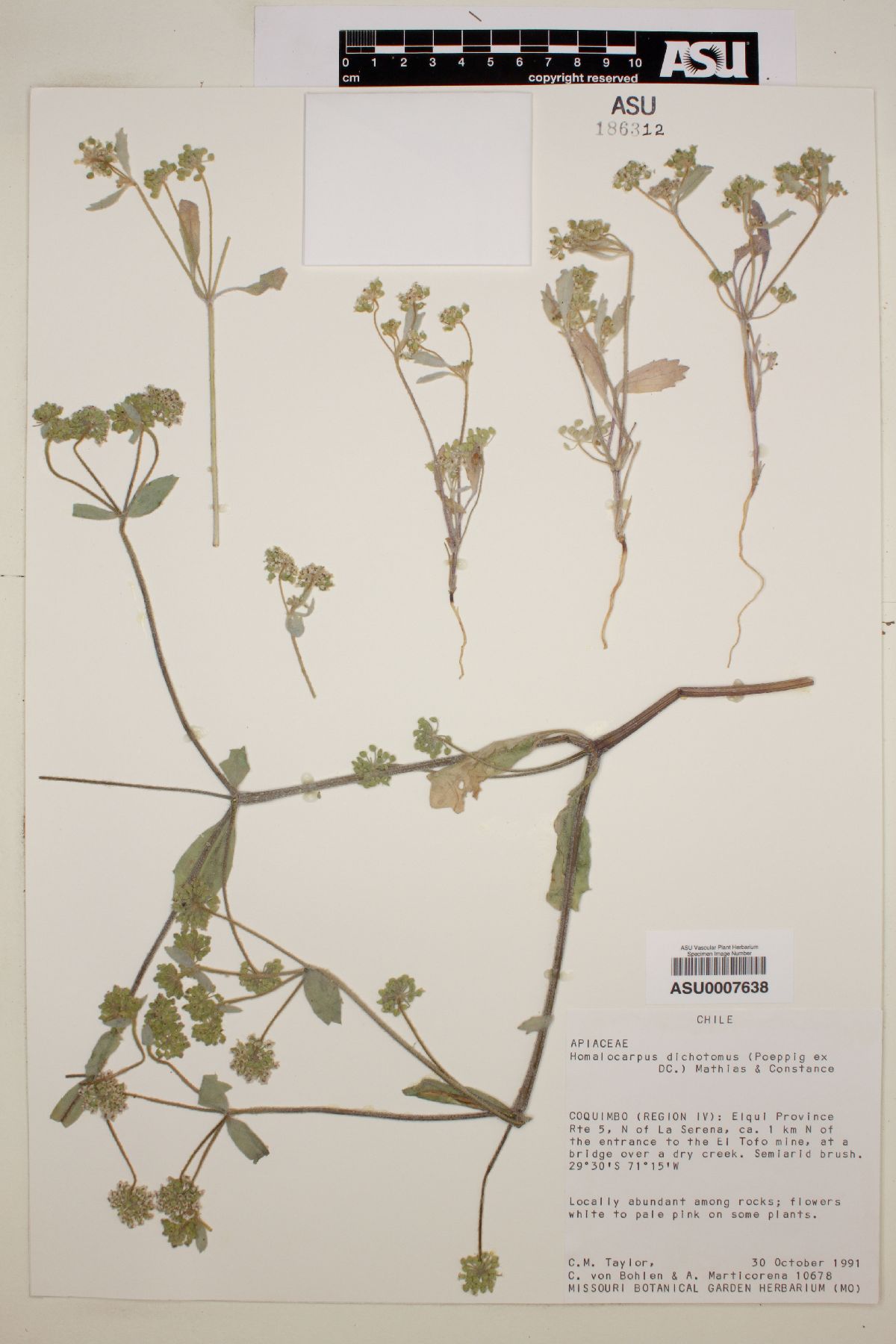 Homalocarpus dichotomus image