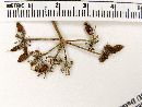 Prionosciadium diversifolium image