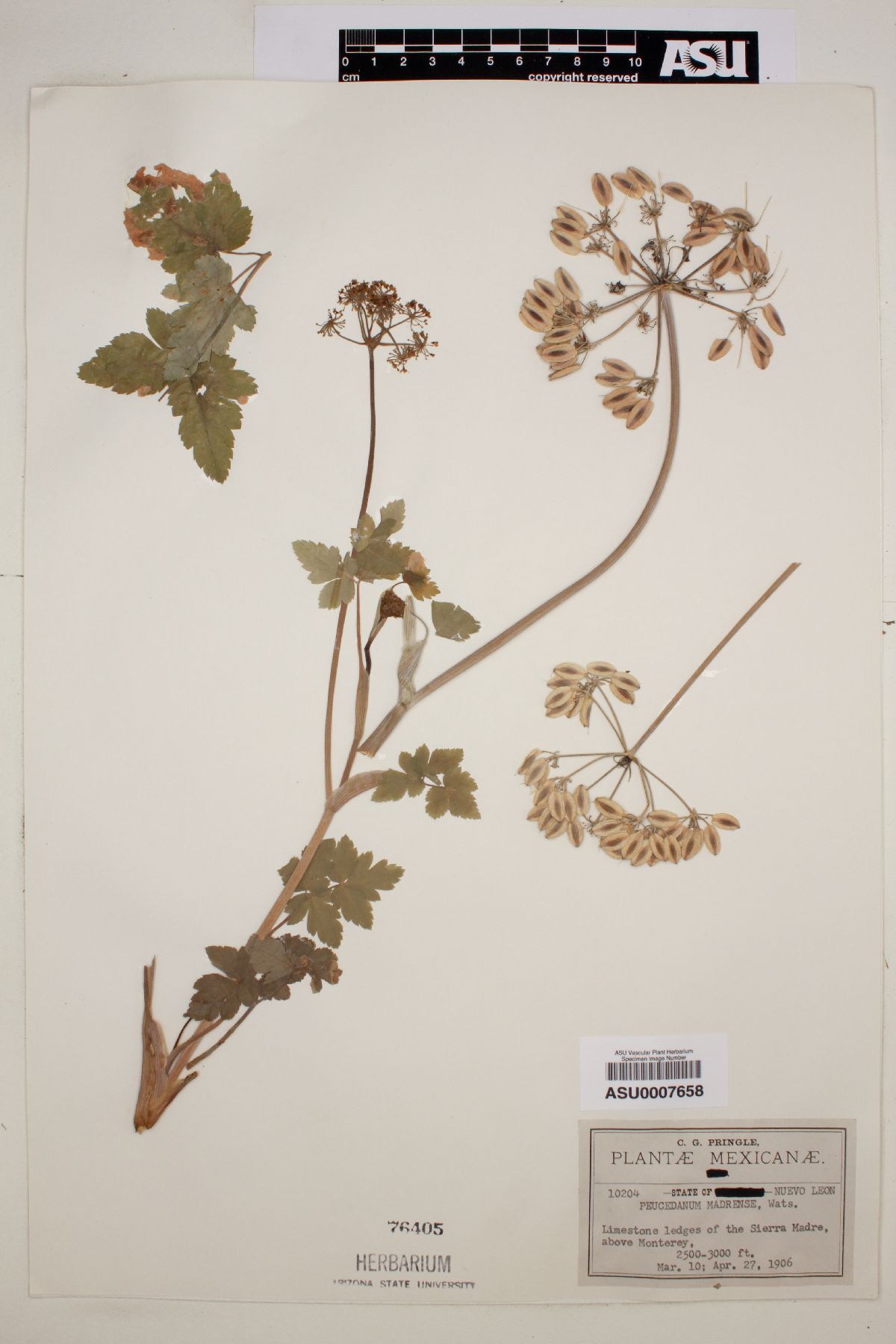 Peucedanum madrense image