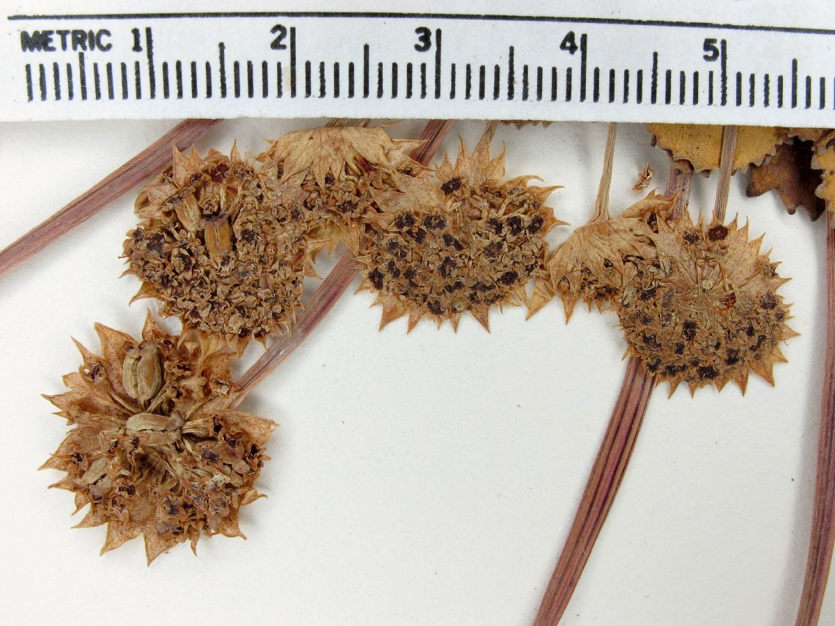 Pozoa coriacea image