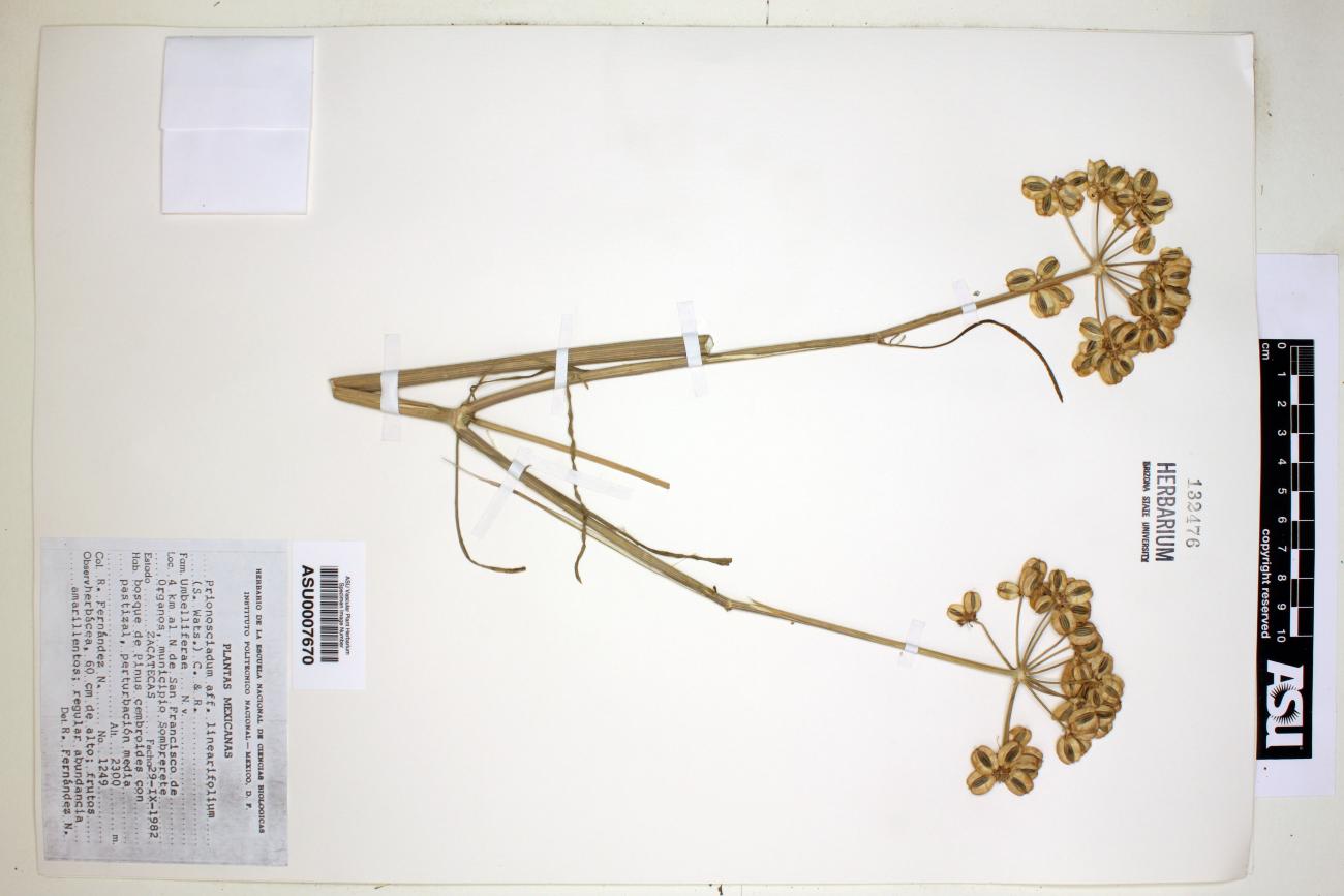 Prionosciadium linearifolium image