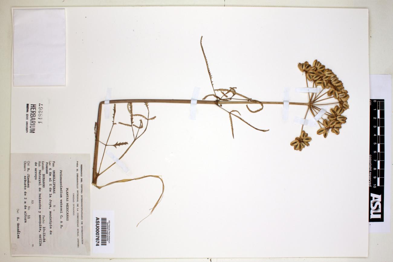 Prionosciadium watsonii image