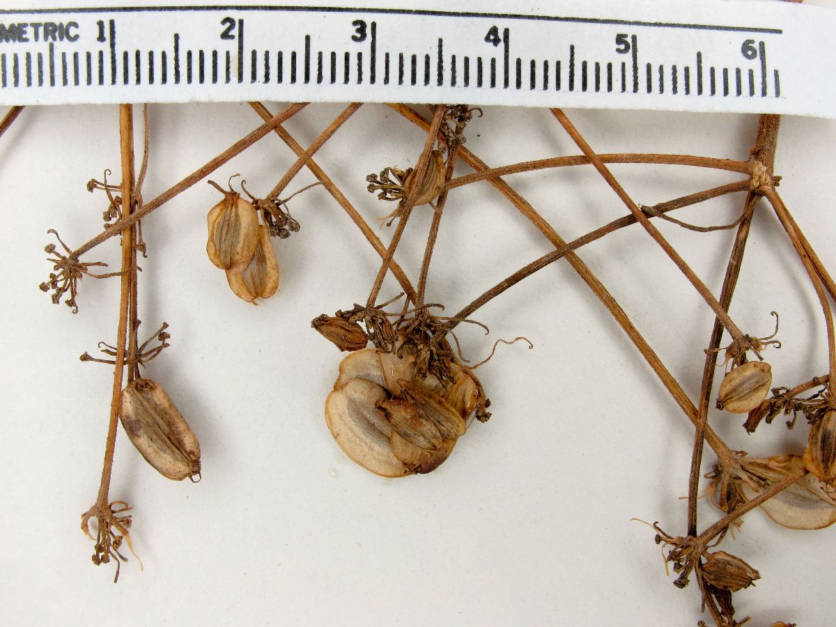 Deanea pringlei image