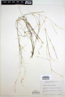 Aristida purpurea var. purpurea image