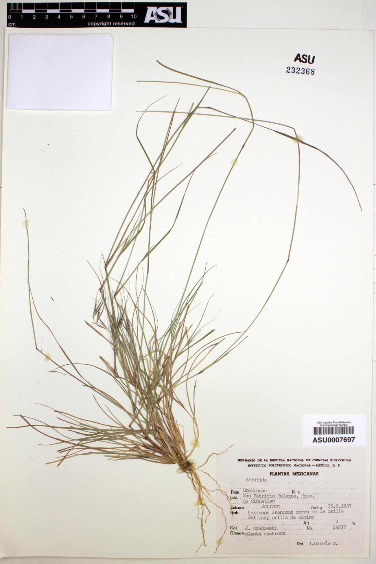Aristida image