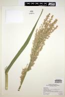 Arundo donax image