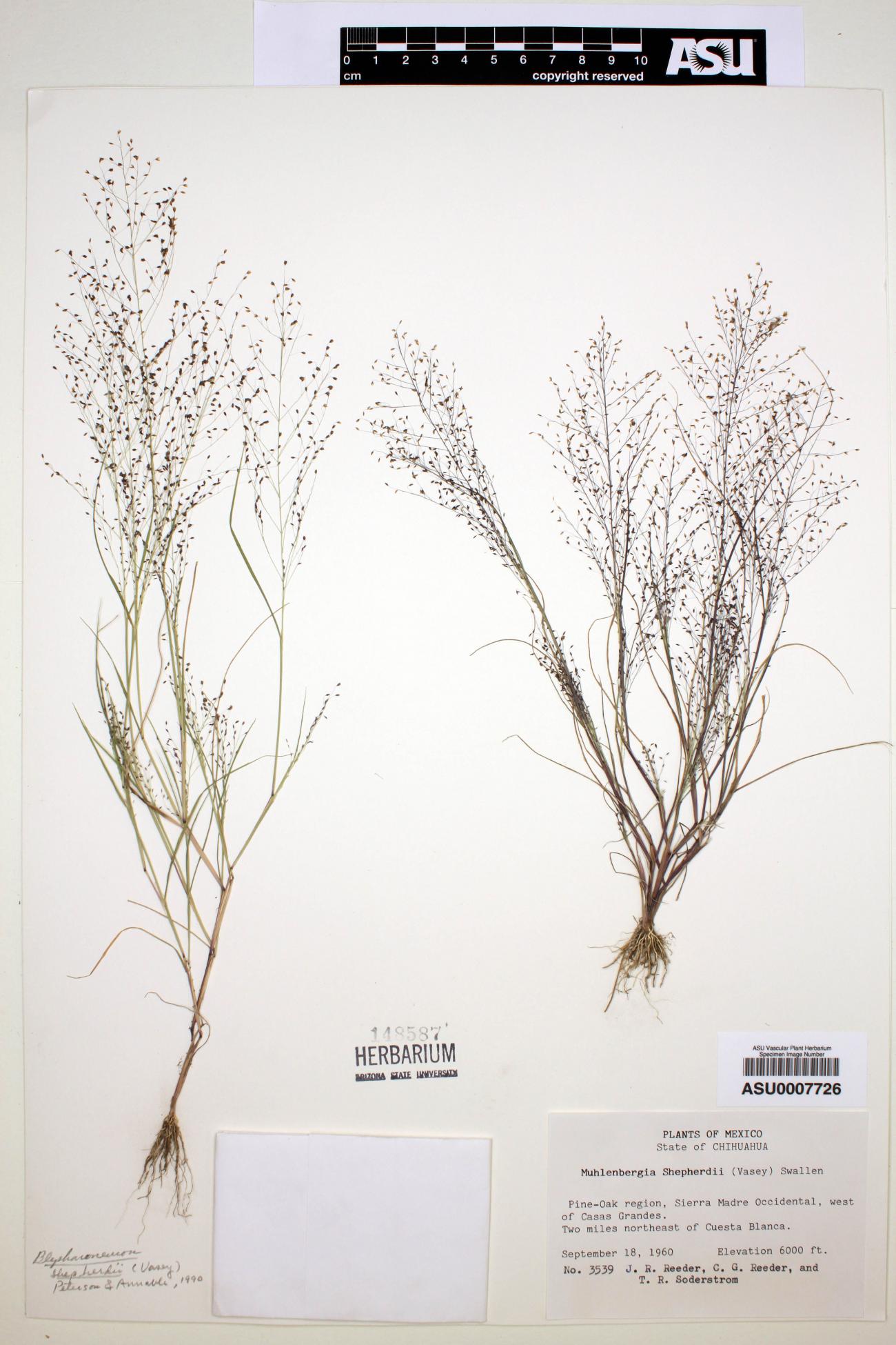 Muhlenbergia shepherdii image