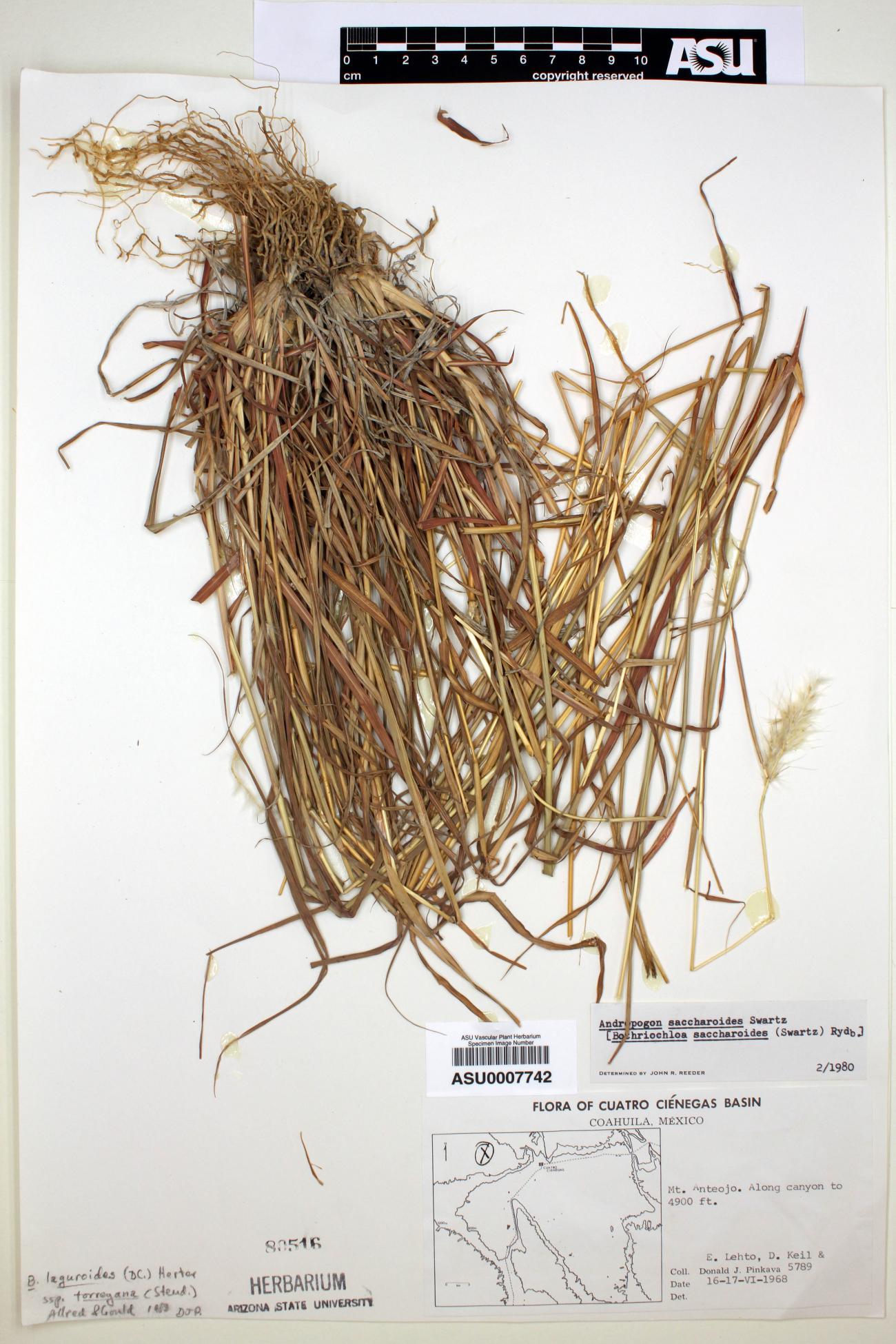 Bothriochloa saccharoides image