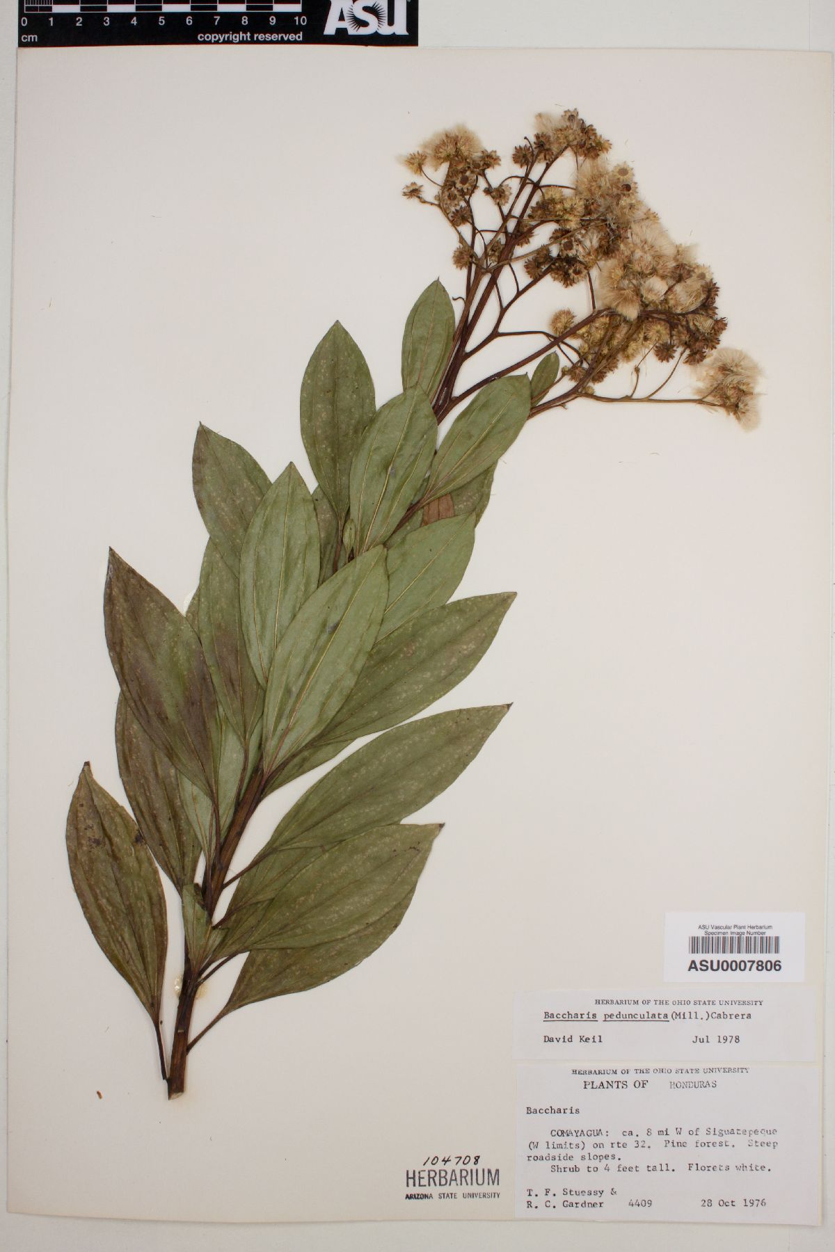 Baccharis pedunculata image