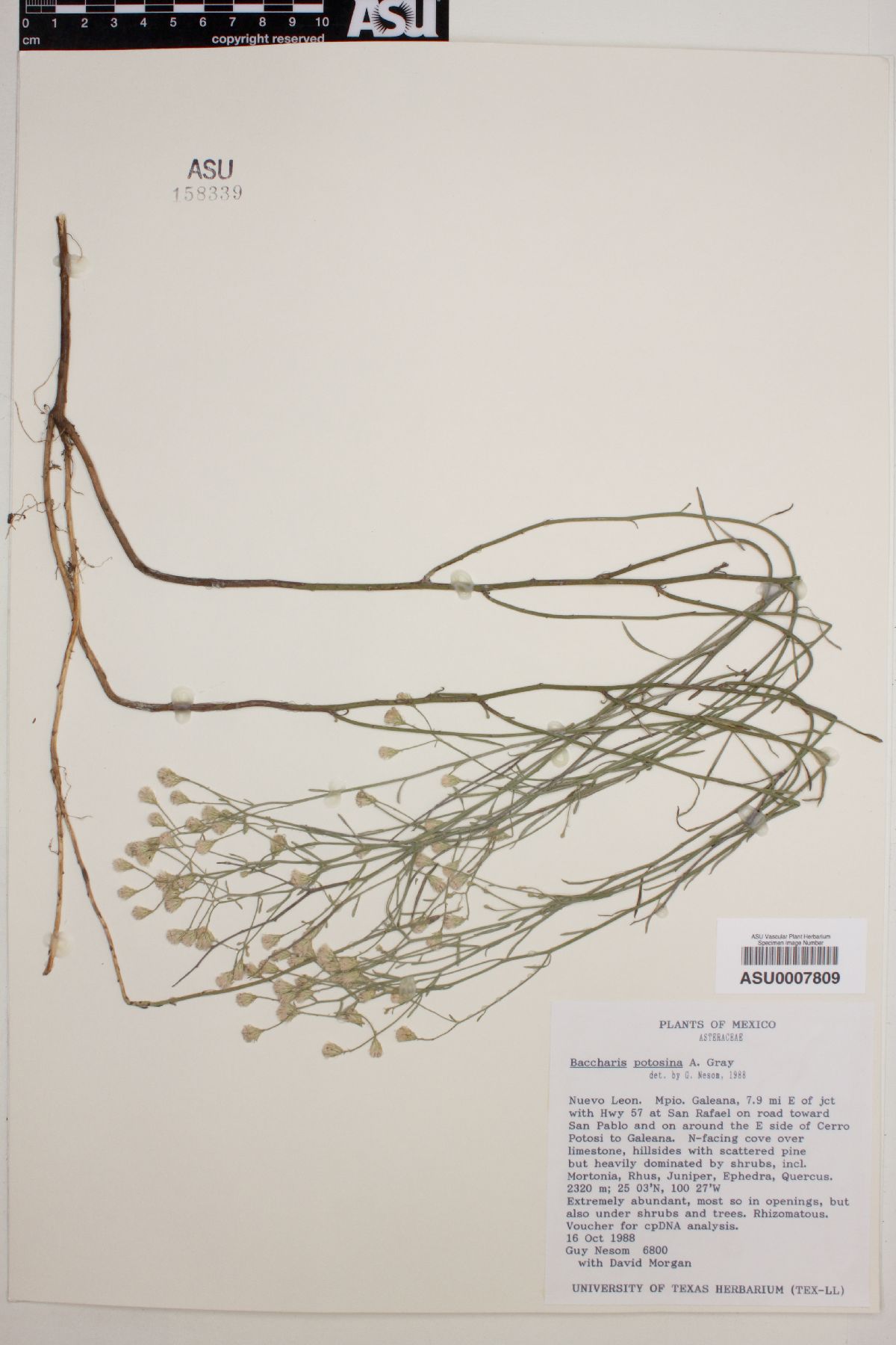 Baccharis potosina image