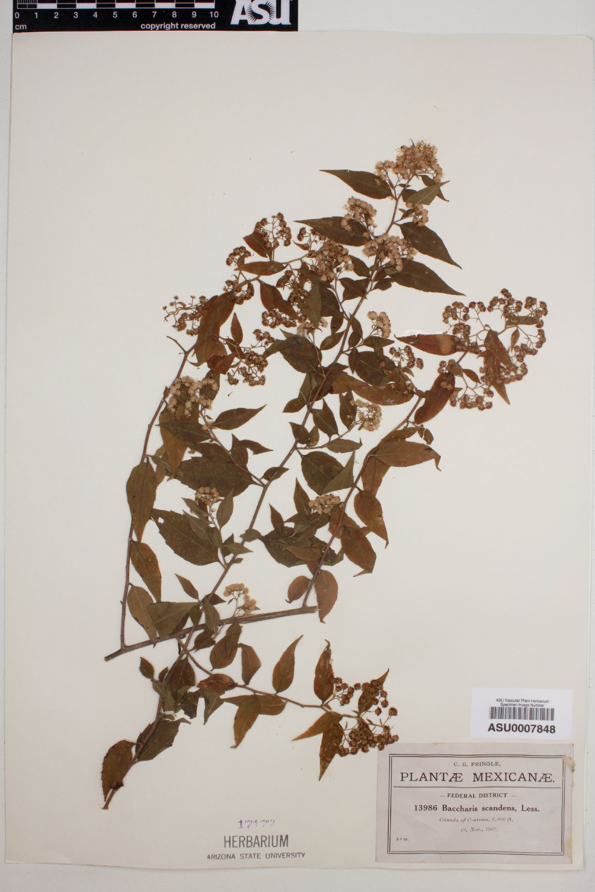 Baccharis scandens image