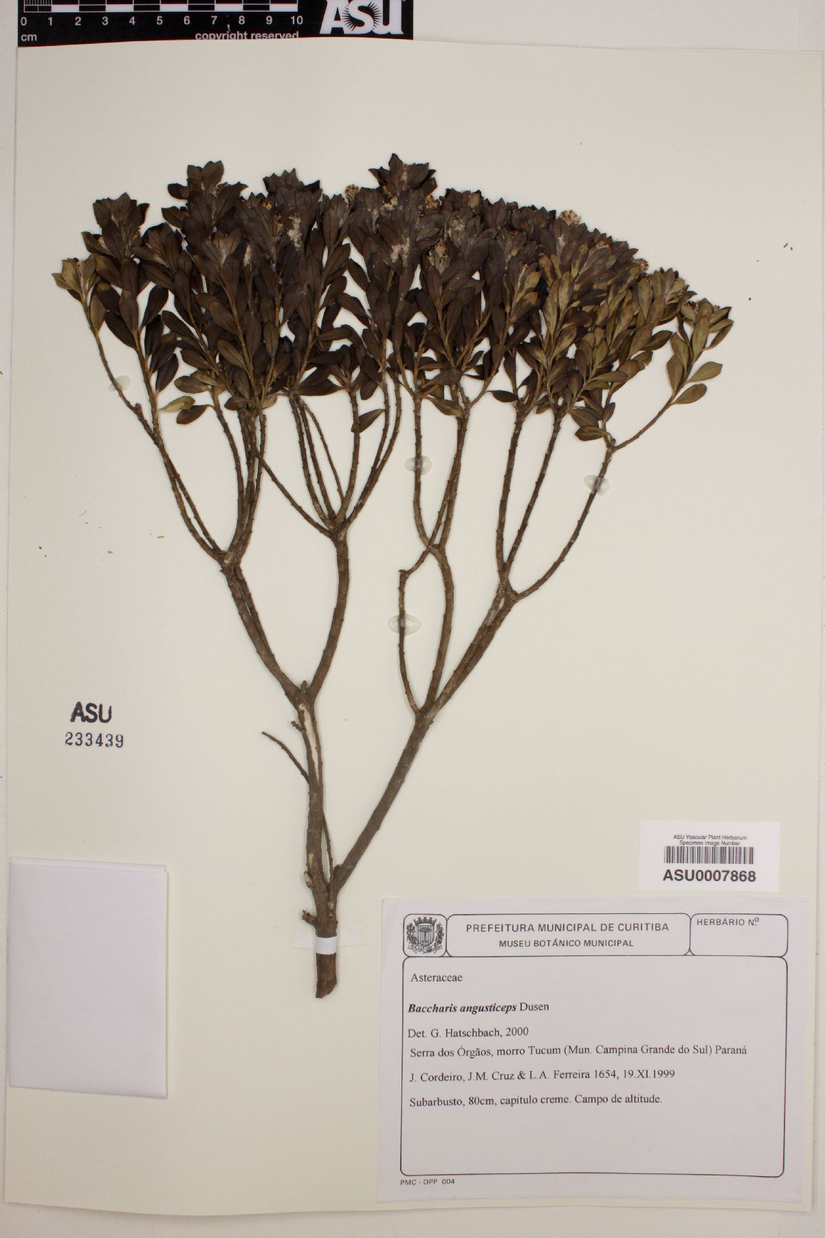 Baccharis angusticeps image