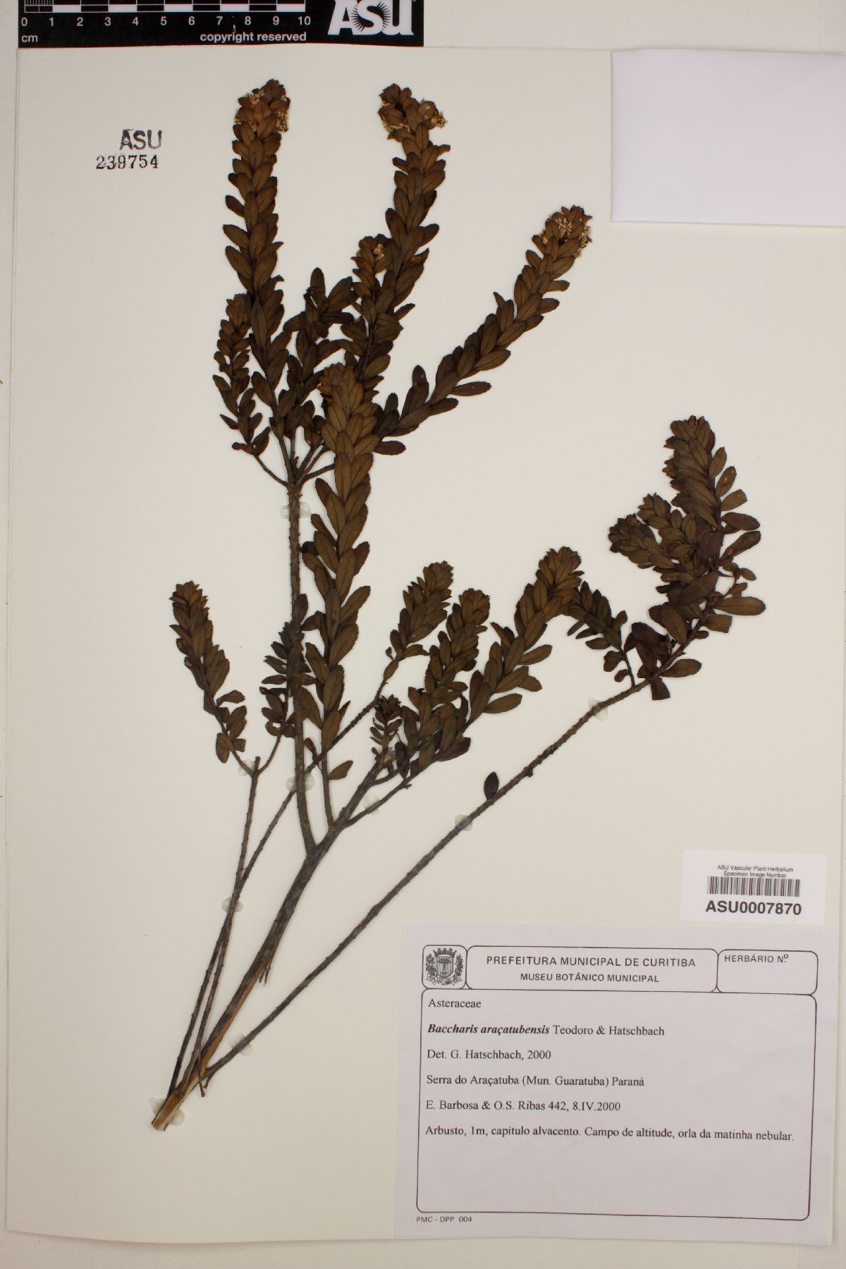 Baccharis aracatubensis image