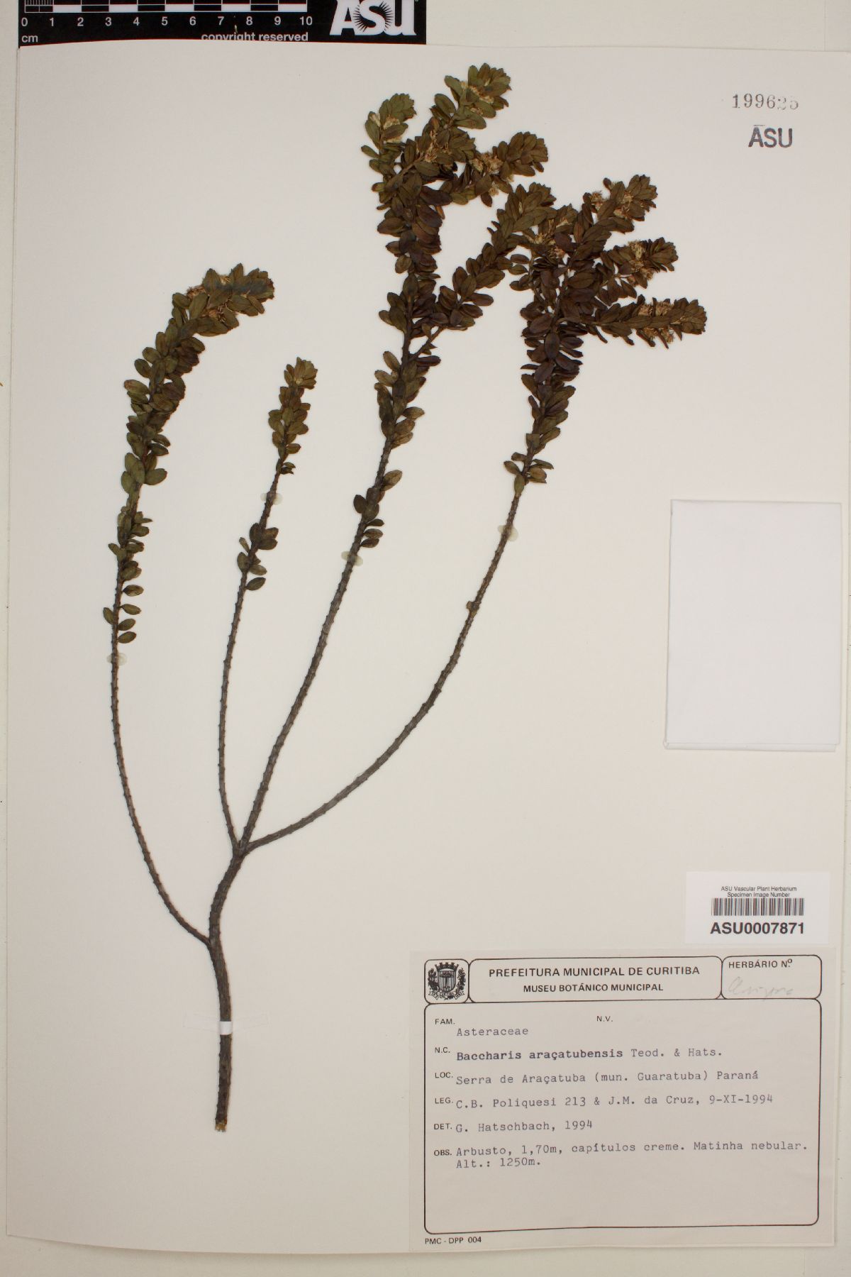 Baccharis aracatubensis image