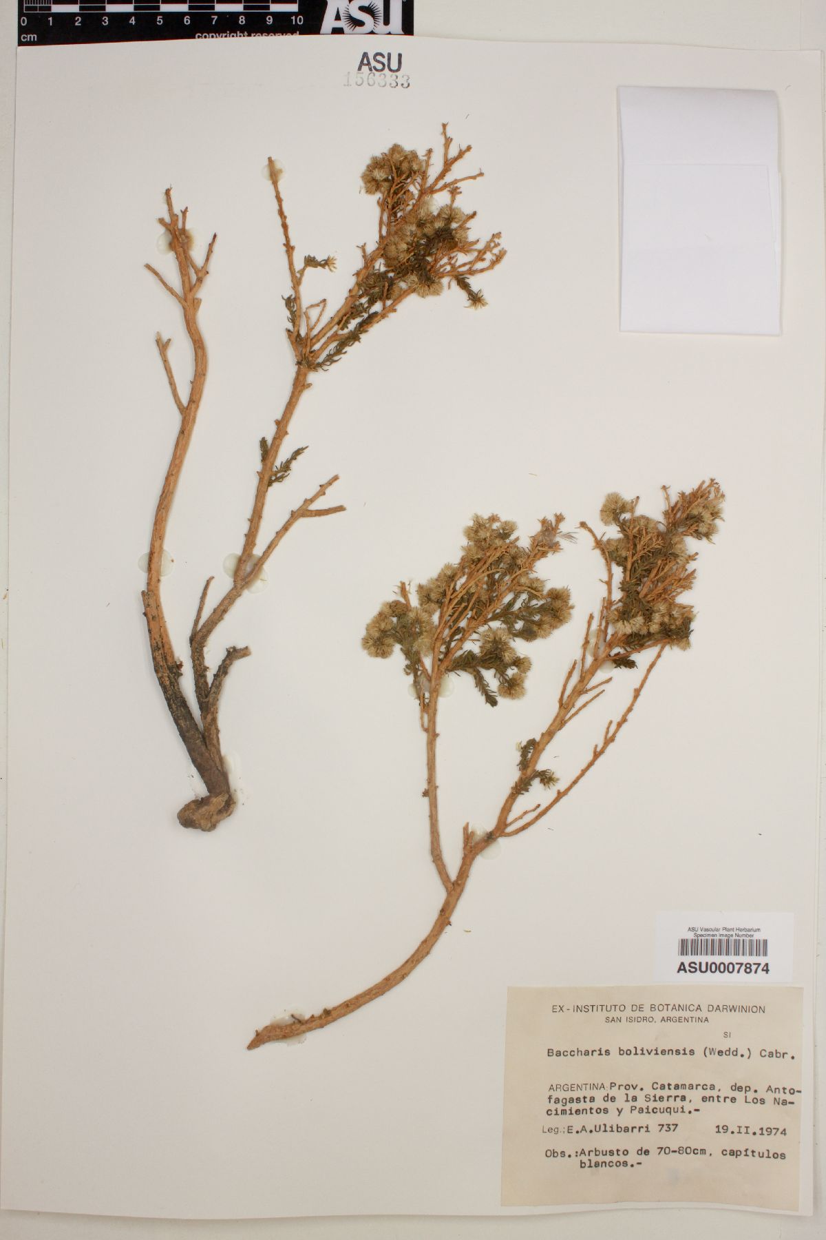 Baccharis boliviensis image