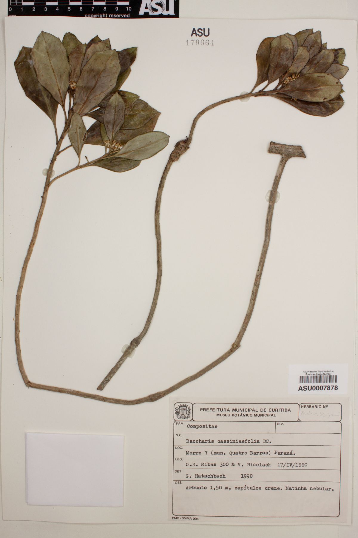 Baccharis cassinifolia image