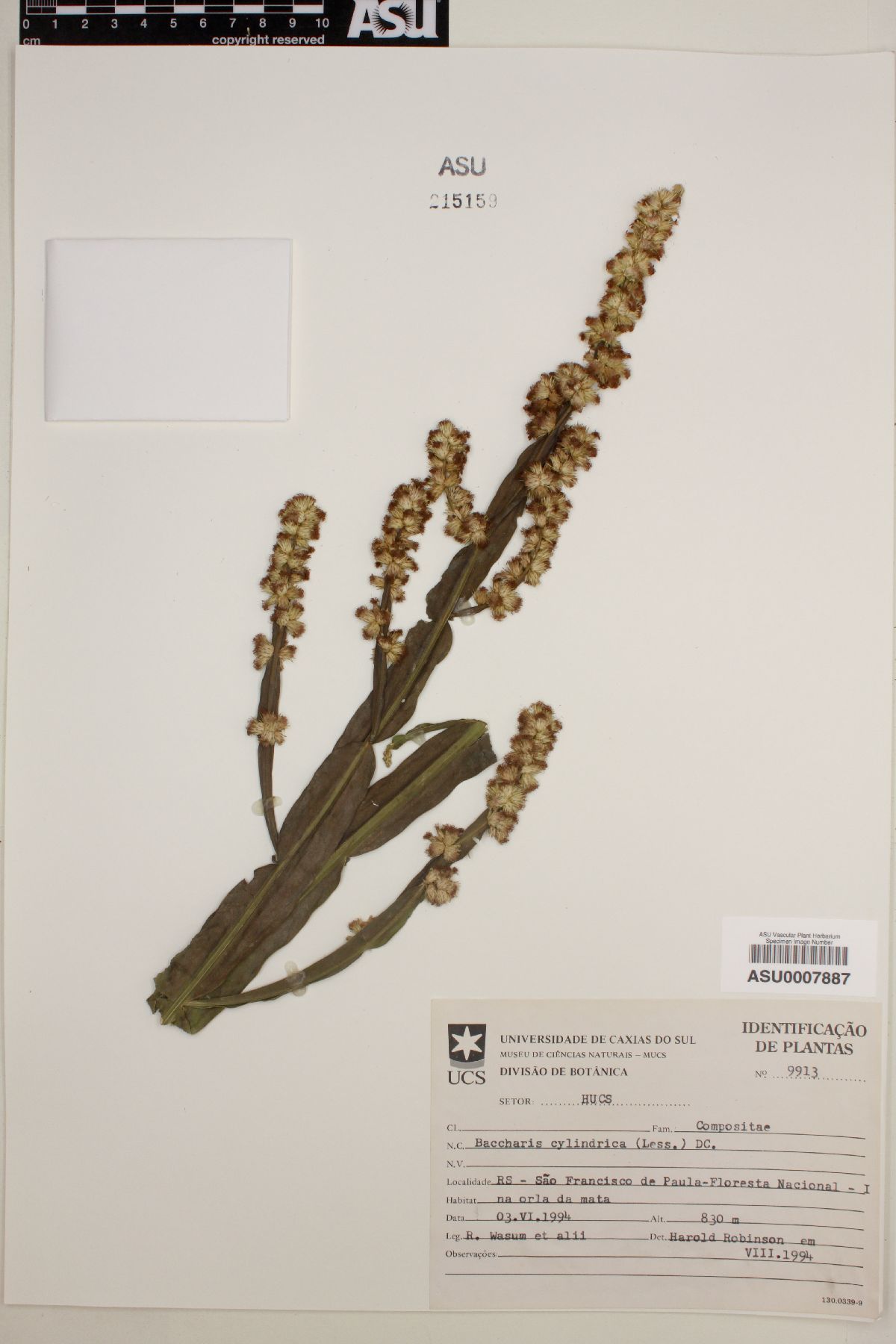 Baccharis cylindrica image