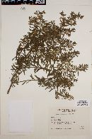Baccharis dracunculifolia image