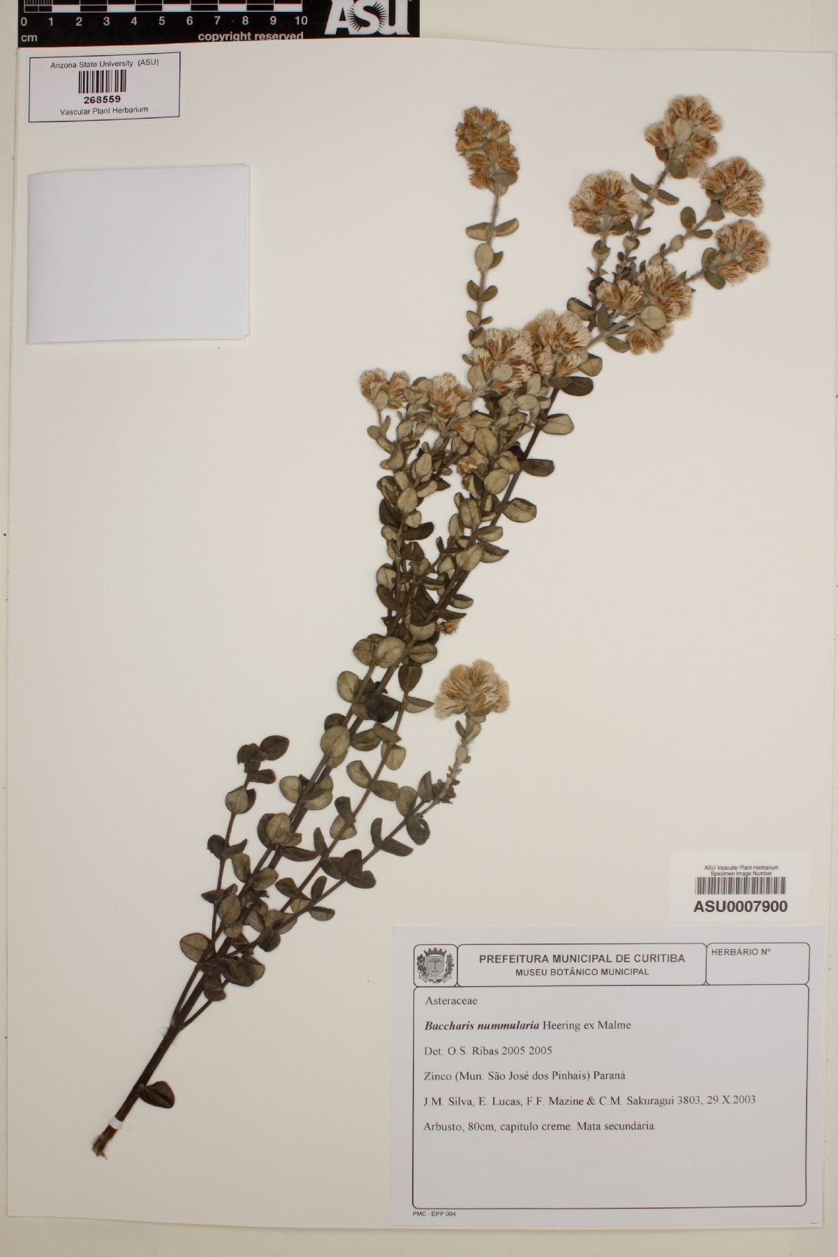 Baccharis nummularia image
