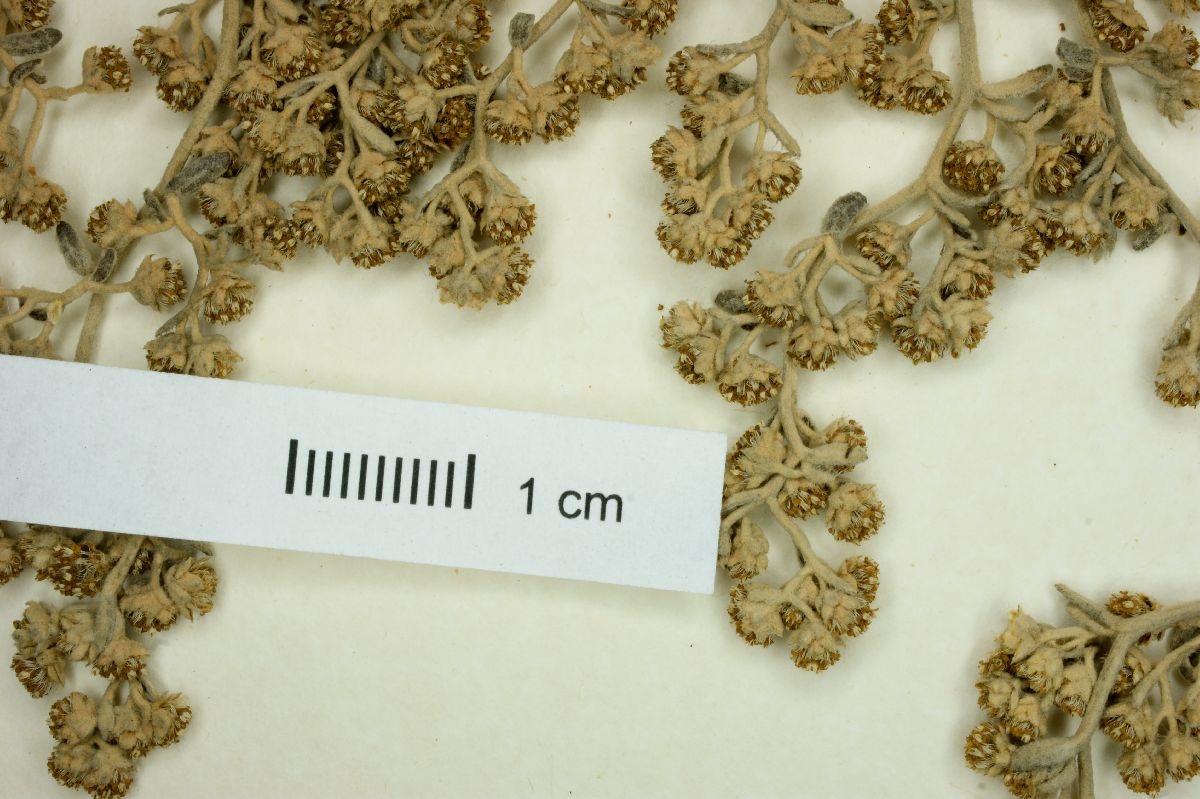 Baccharis ochracea image