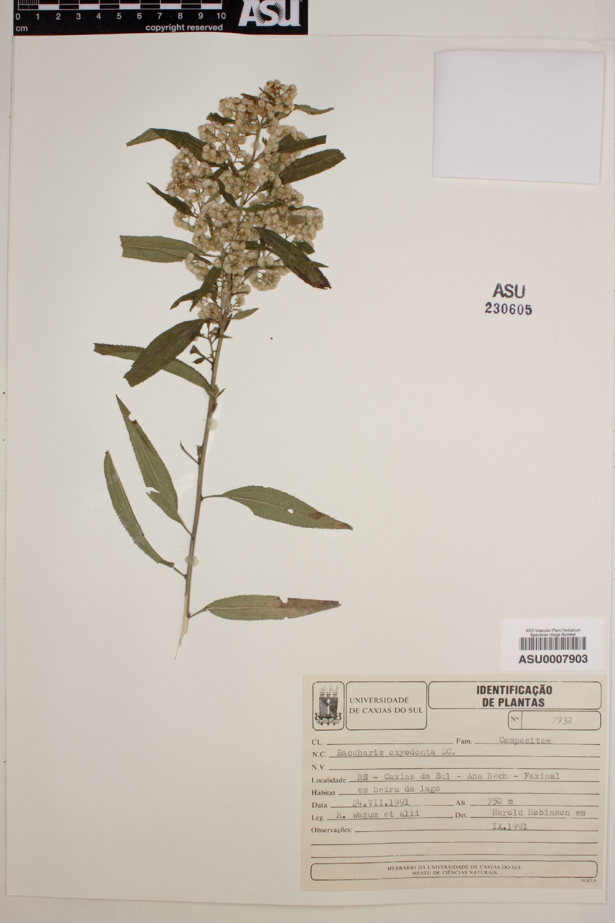 Baccharis oxyodonta image