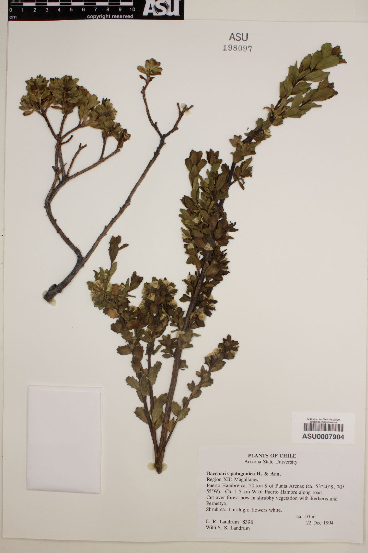 Baccharis patagonica image