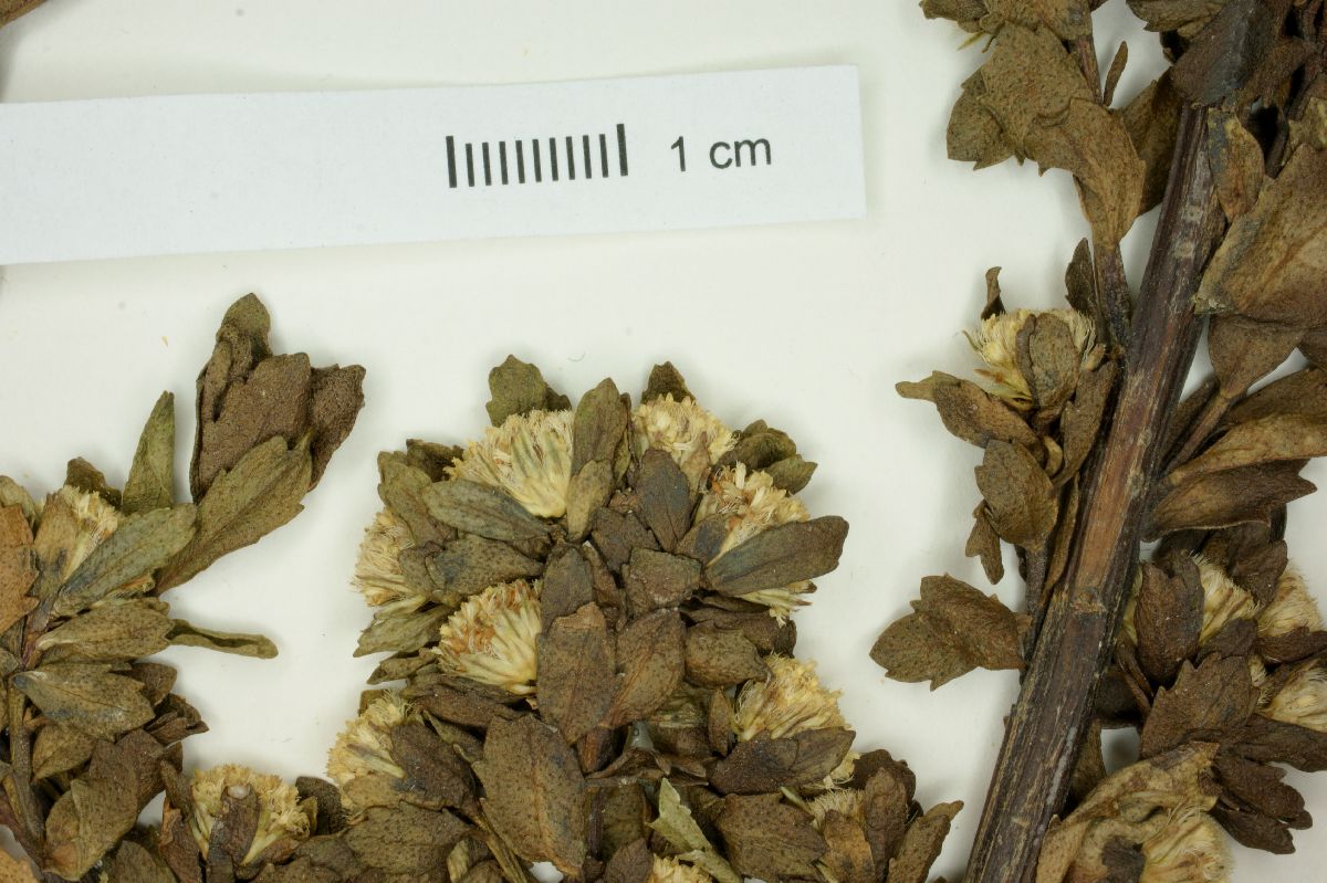 Baccharis patagonica image