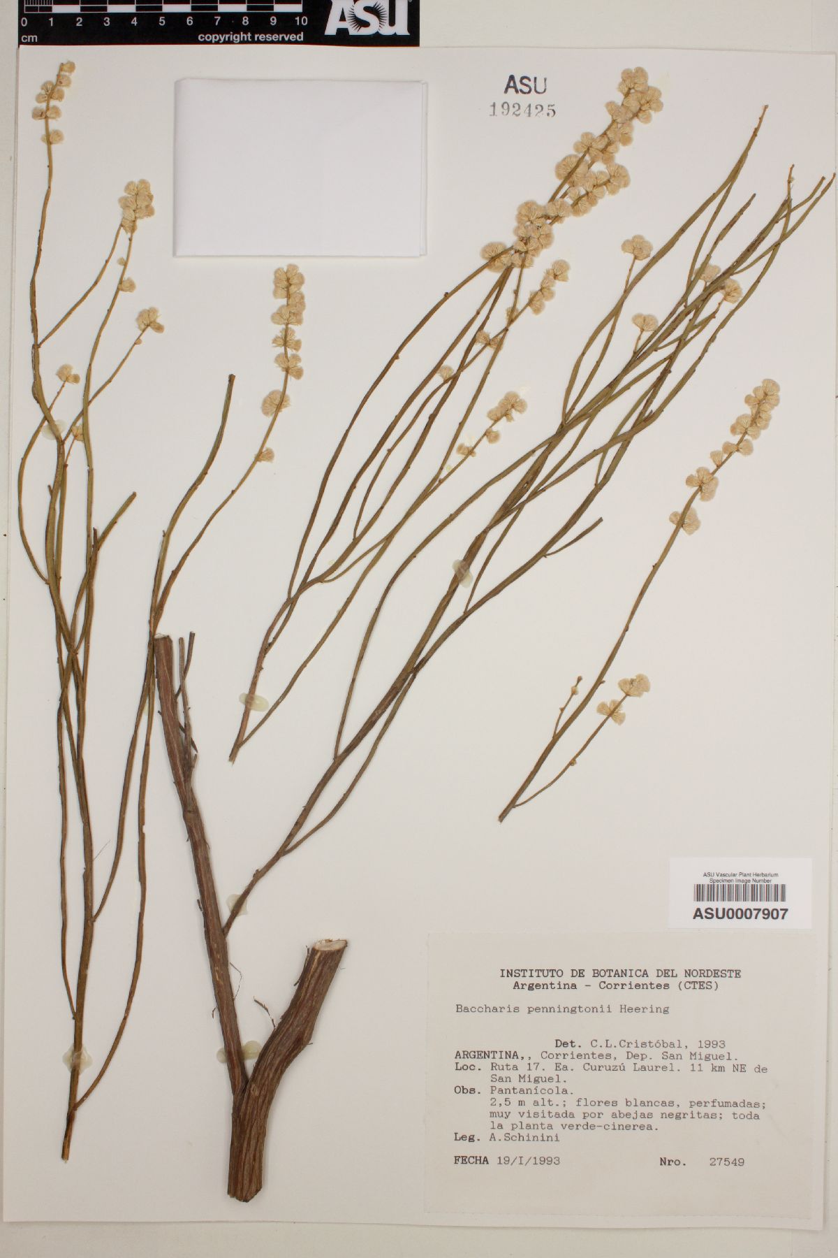 Baccharis penningtonii image