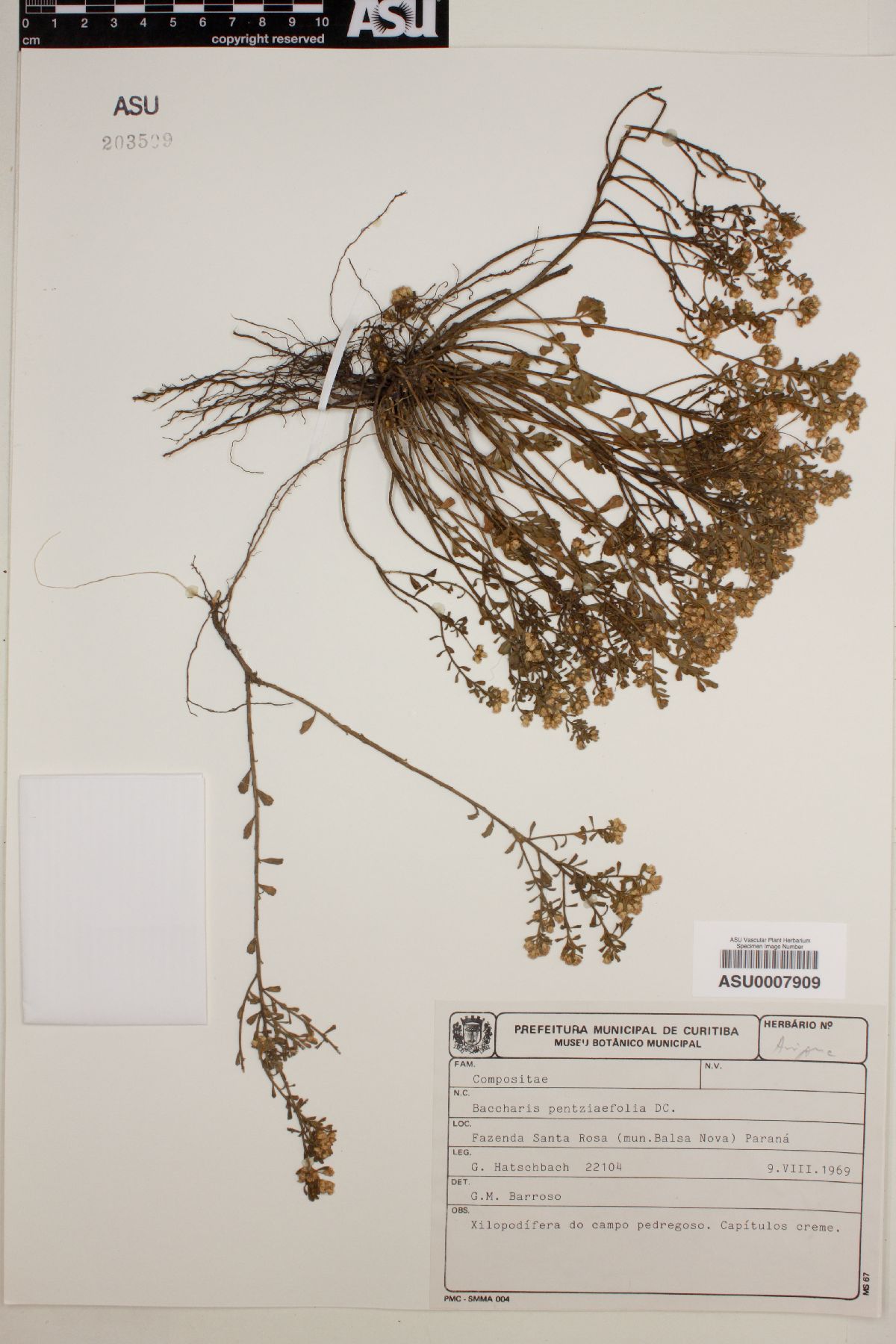 Baccharis pentziaefolia image