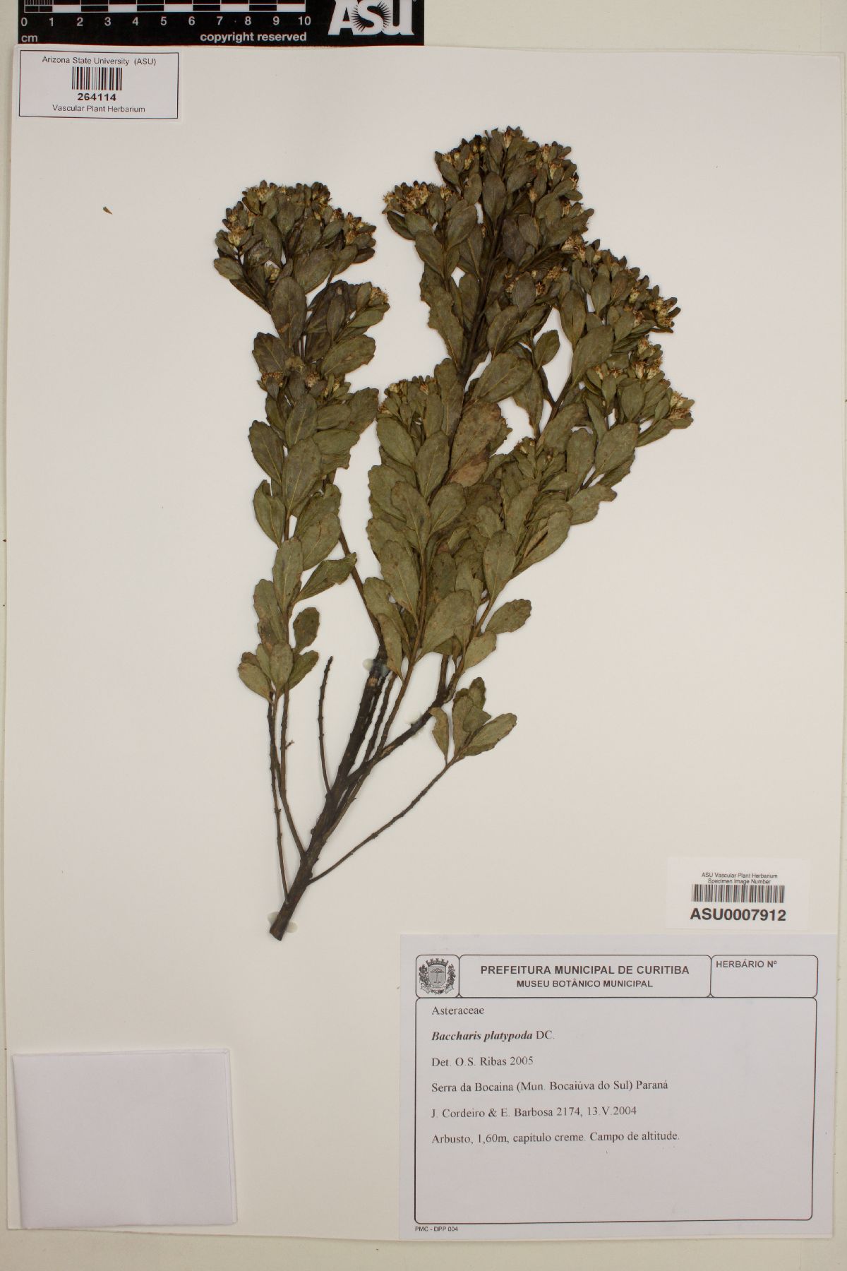 Baccharis platypoda image