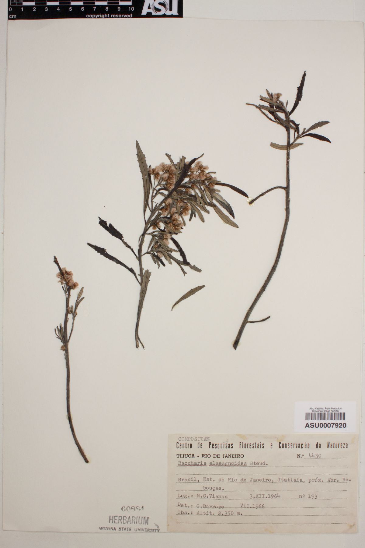 Baccharis elaeagnoides image