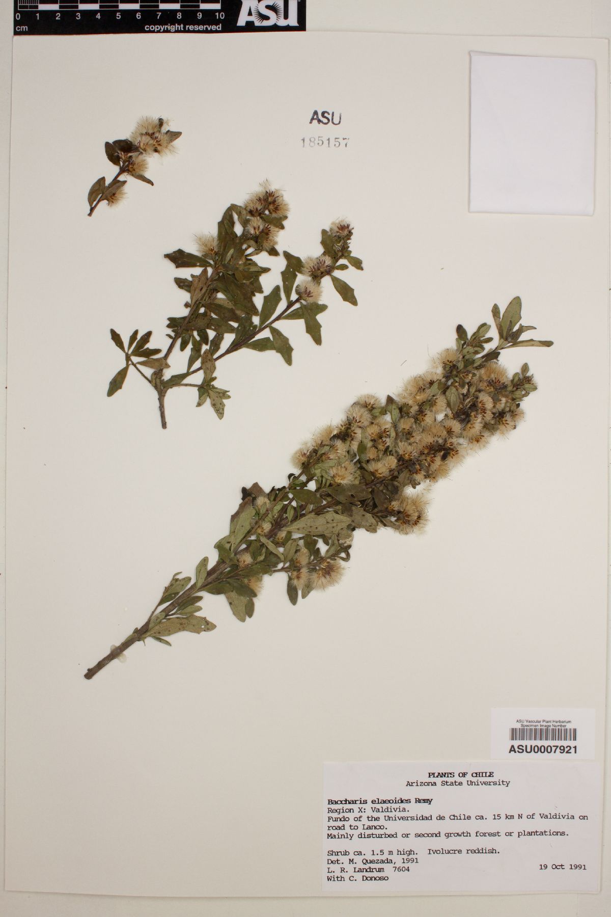 Baccharis elaeoides image