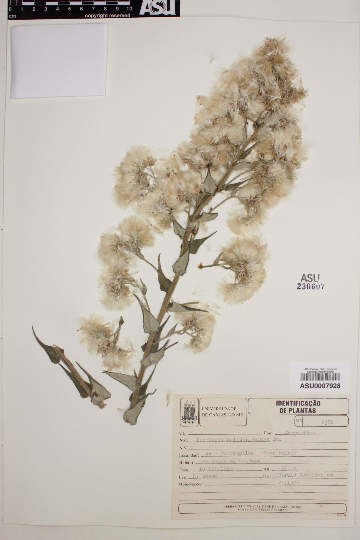 Baccharis helichrysoides image