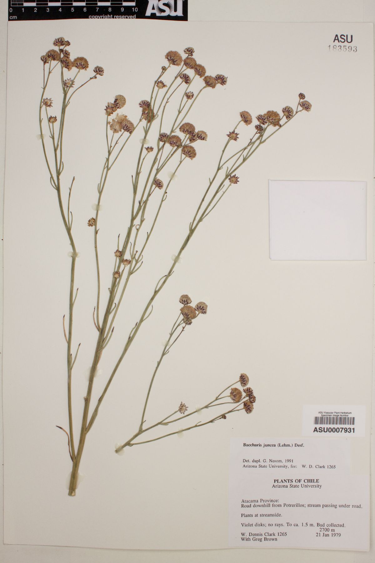 Baccharis juncea image