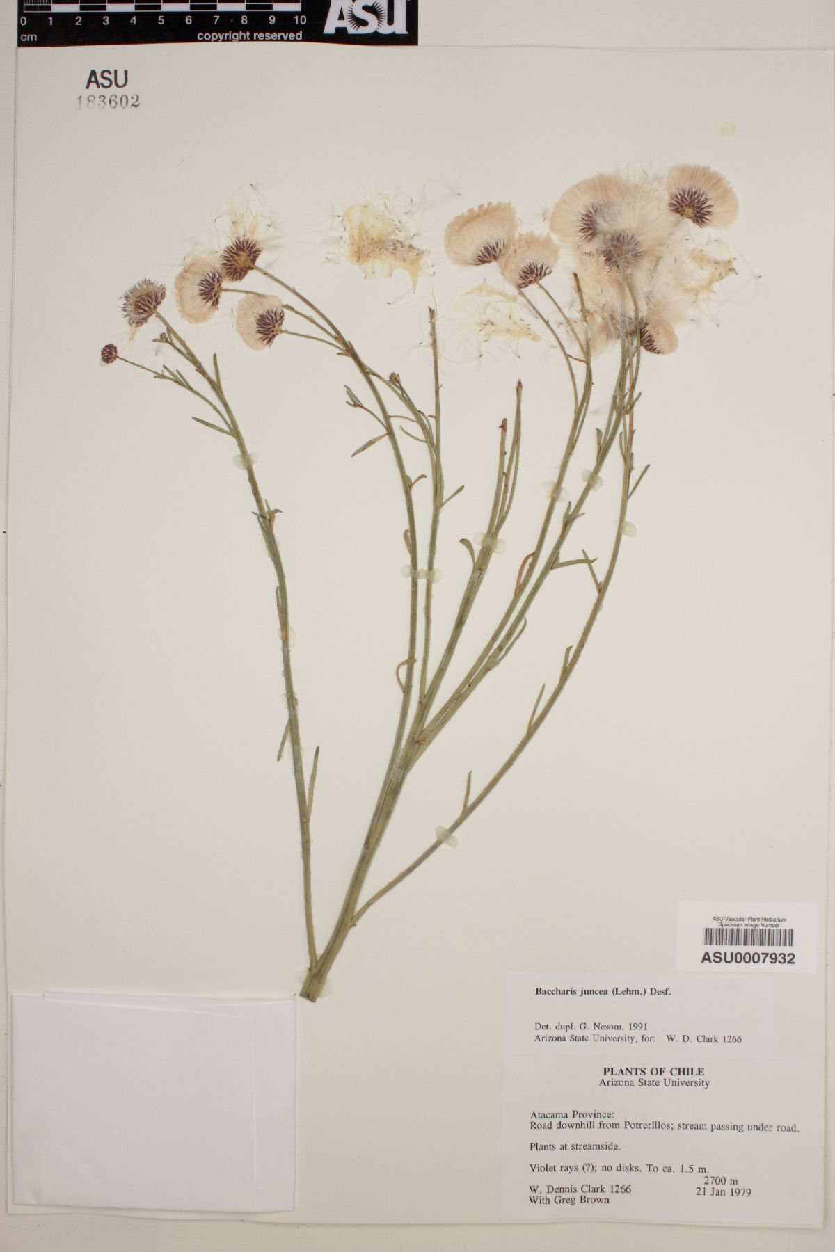 Baccharis juncea image