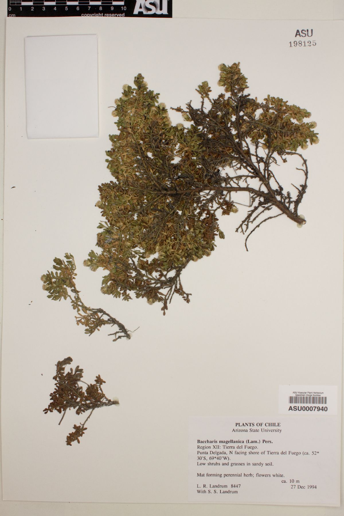 Baccharis magellanica image