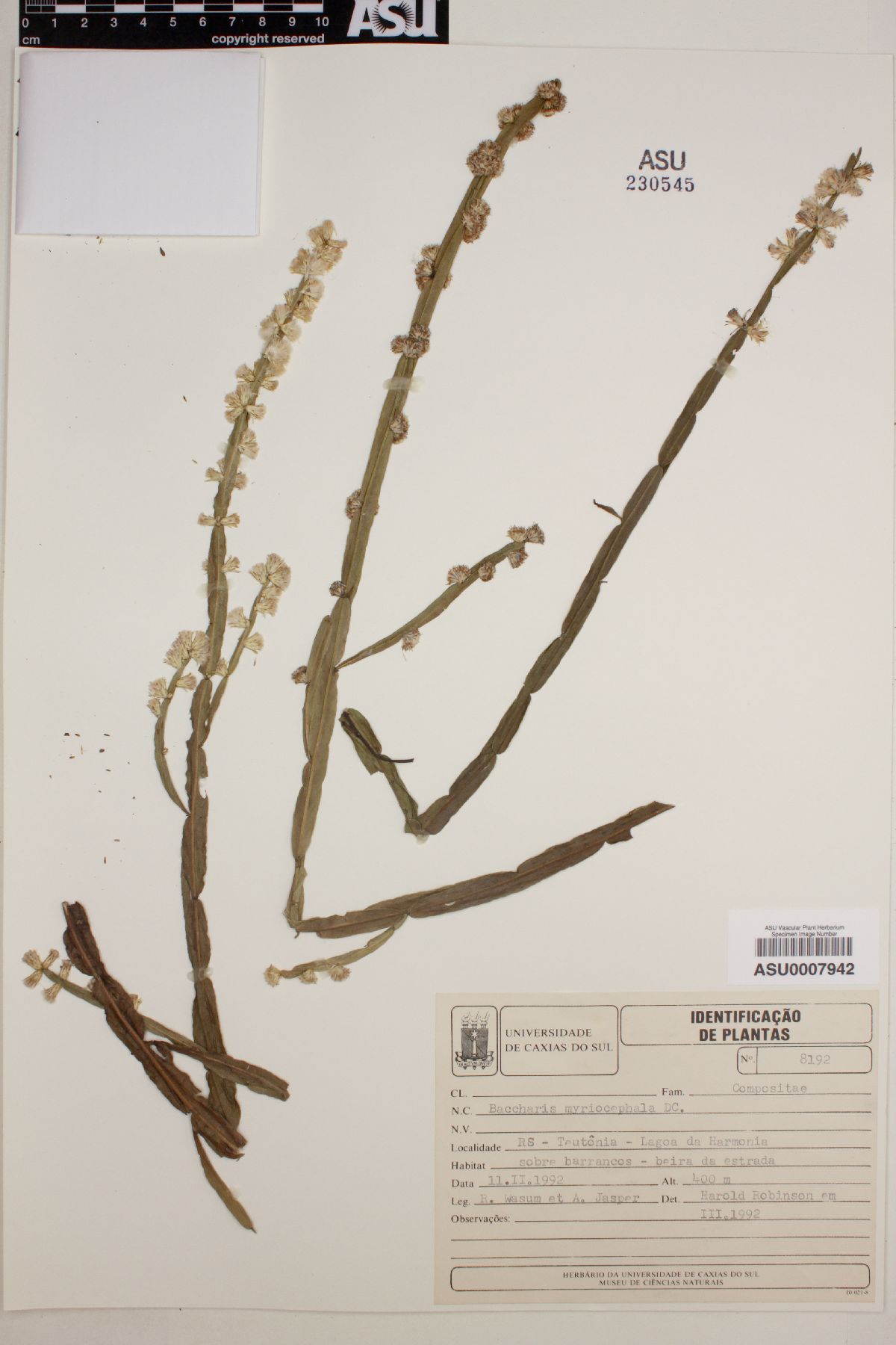 Baccharis myriocephala image