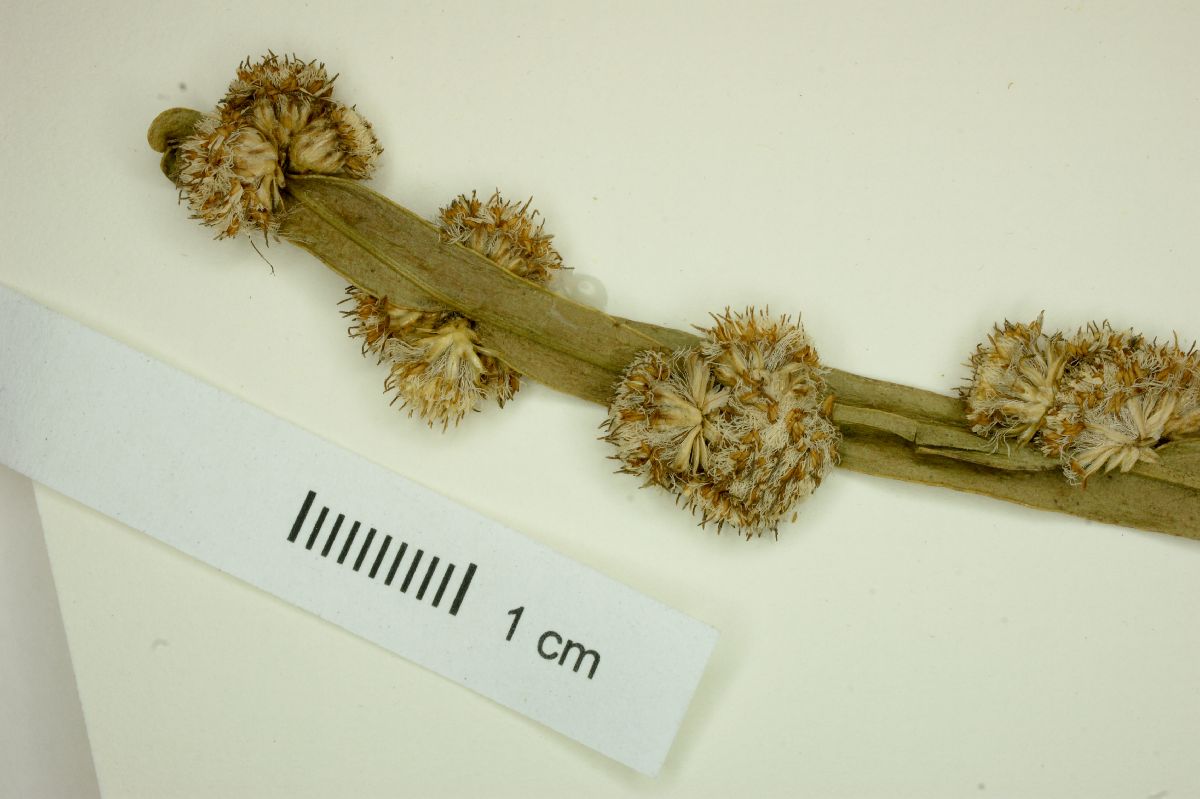 Baccharis myriocephala image