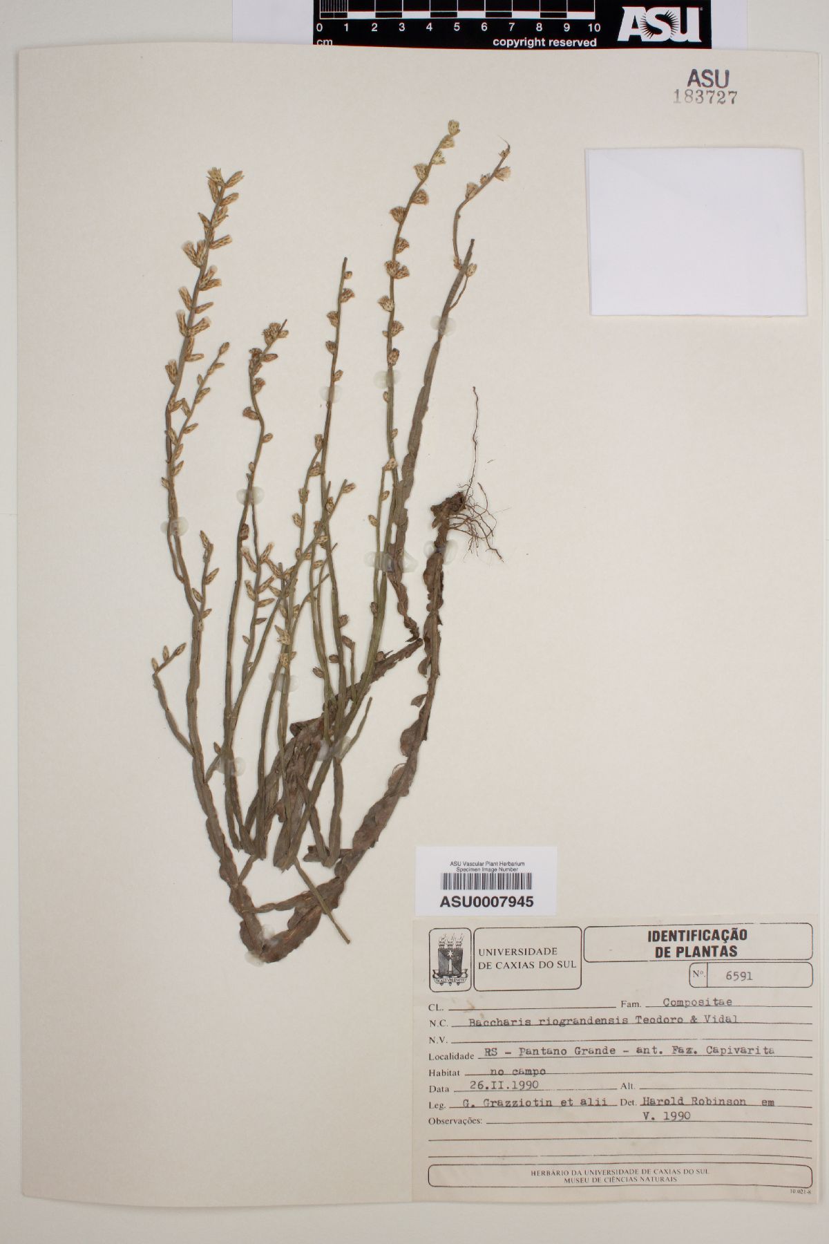 Baccharis riograndensis image