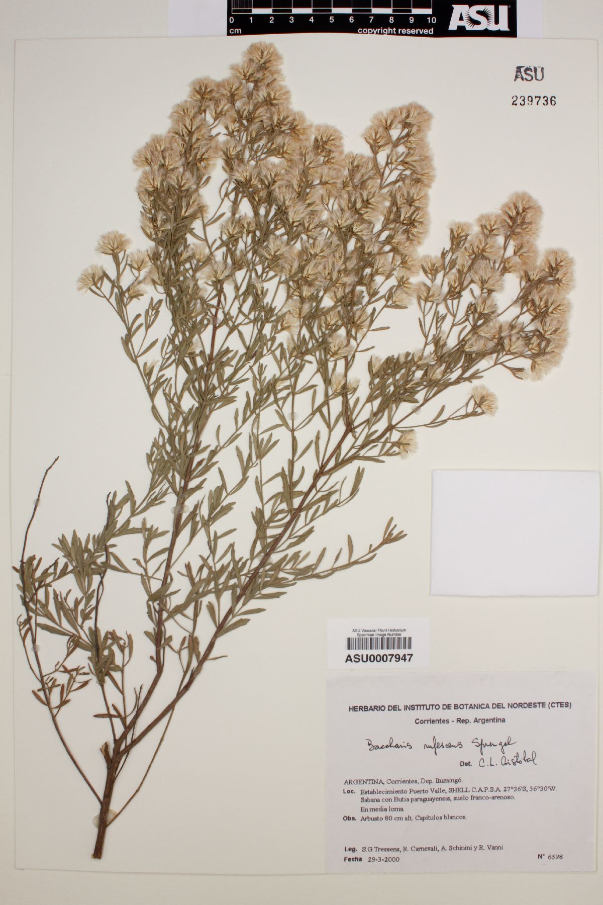 Baccharis rufescens image