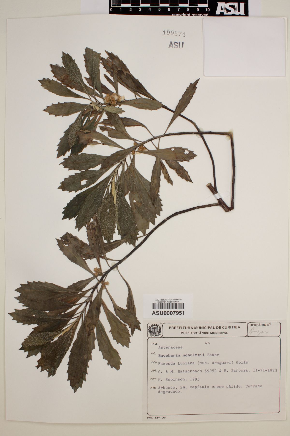 Baccharis schultzii image