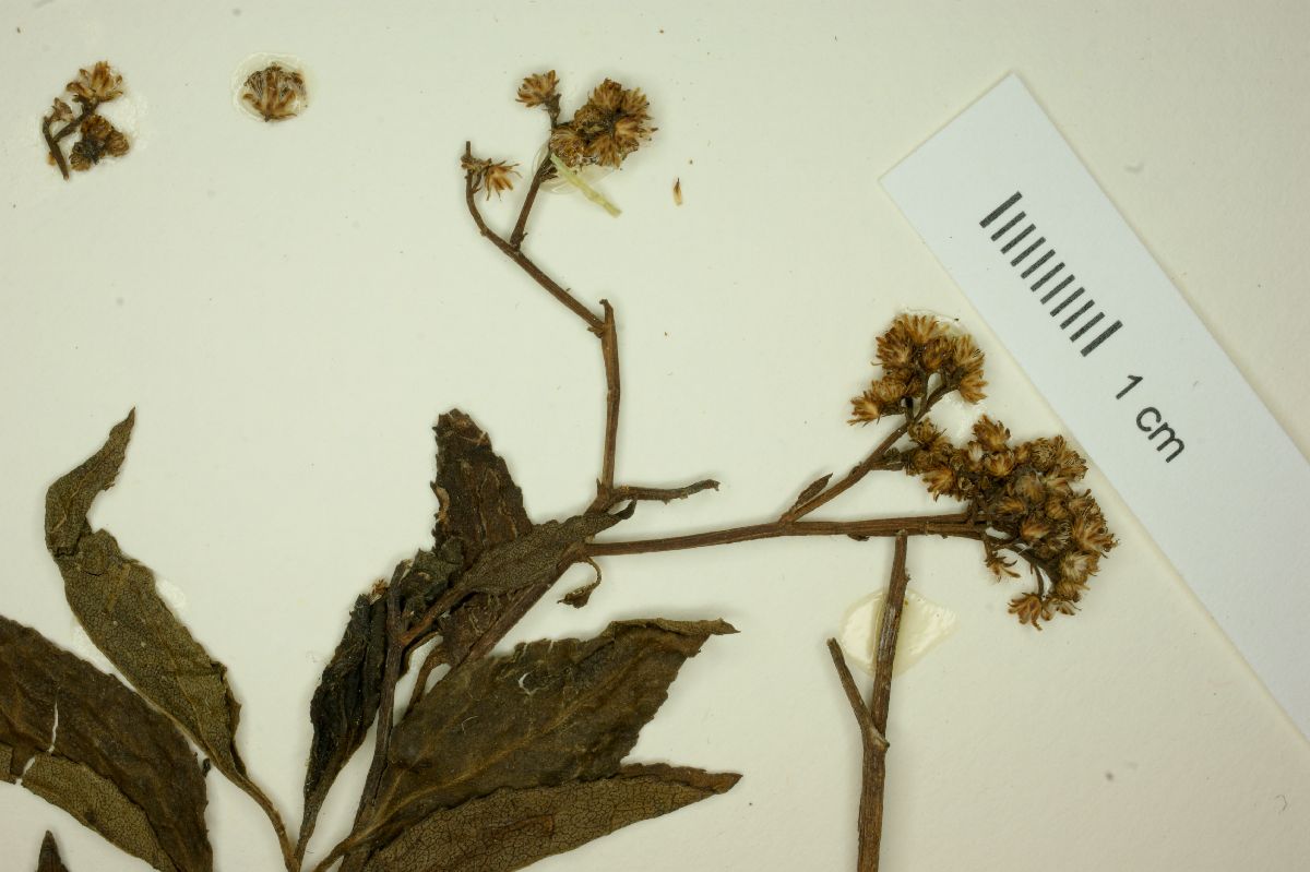 Baccharis serrulata image