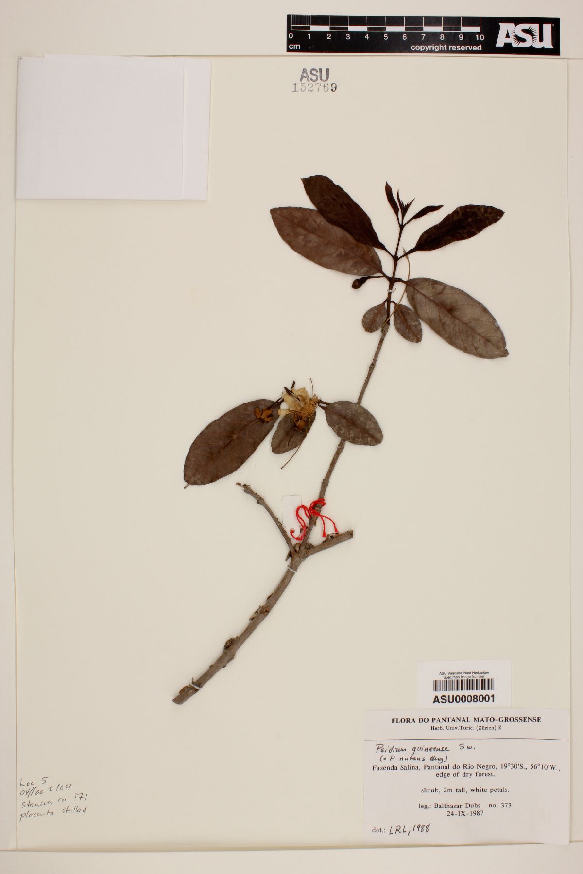 Psidium nutans image