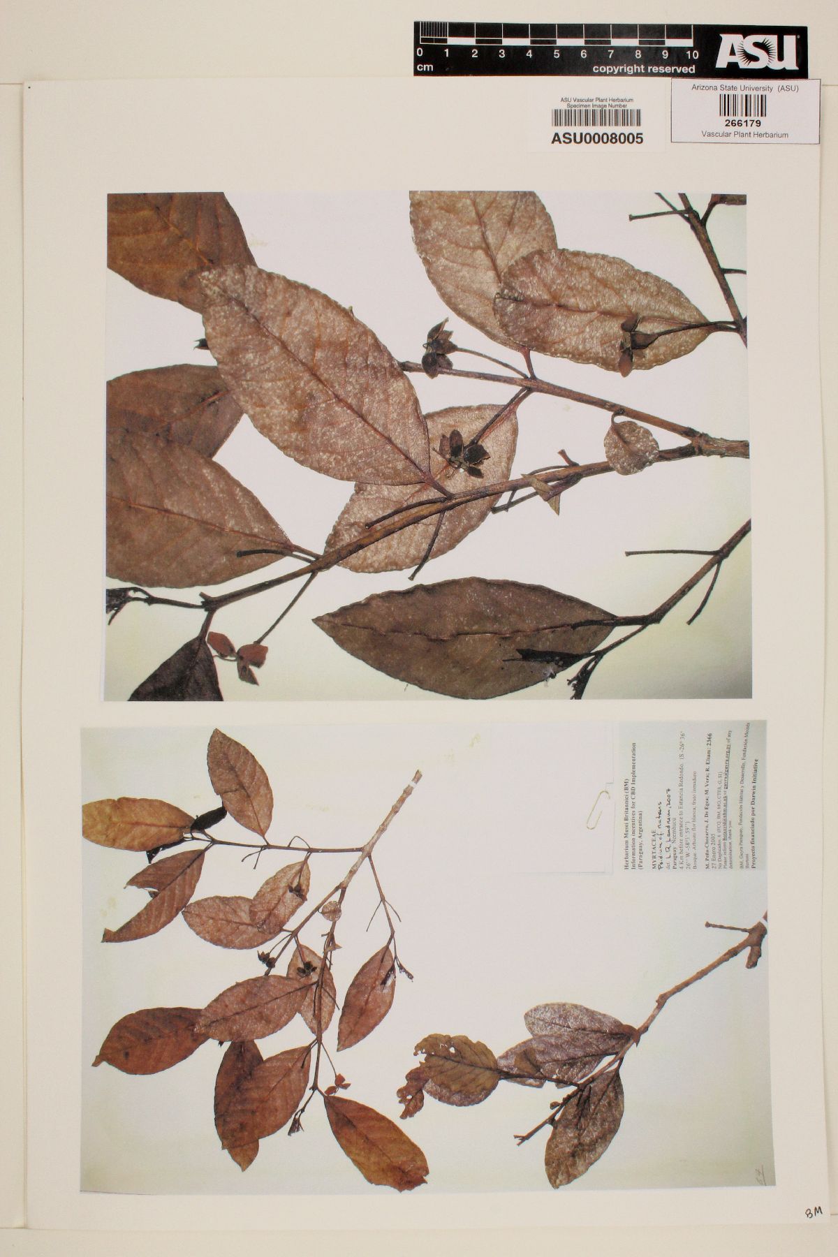 Psidium nutans image
