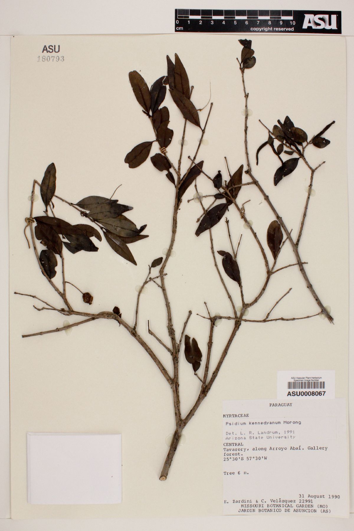 Psidium kennedyanum image