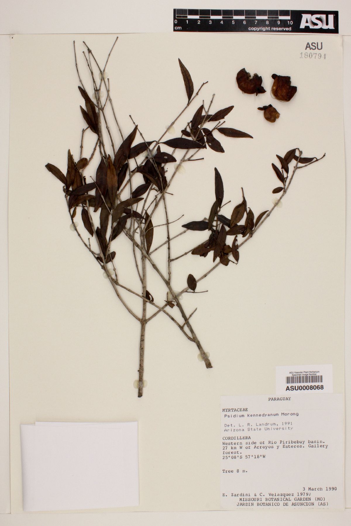 Psidium kennedyanum image