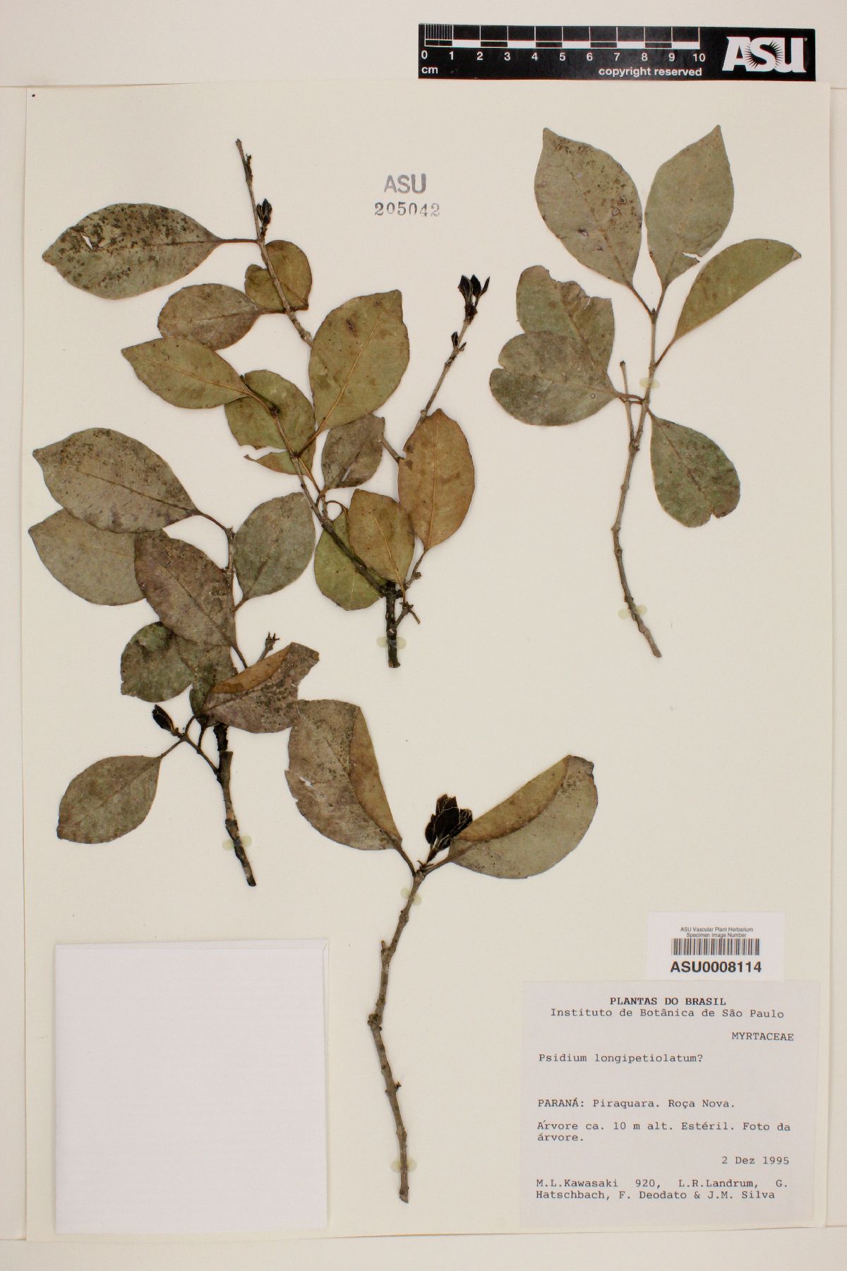 Psidium longipetiolatum image