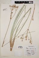 Eryngium sparganophyllum image