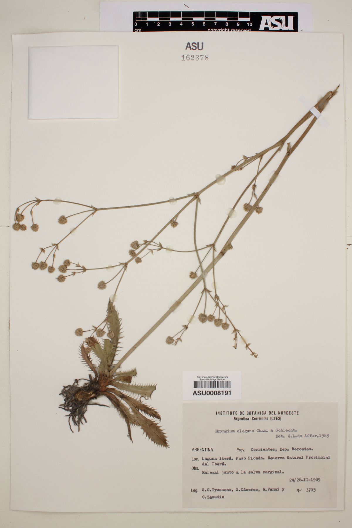 Eryngium elegans image
