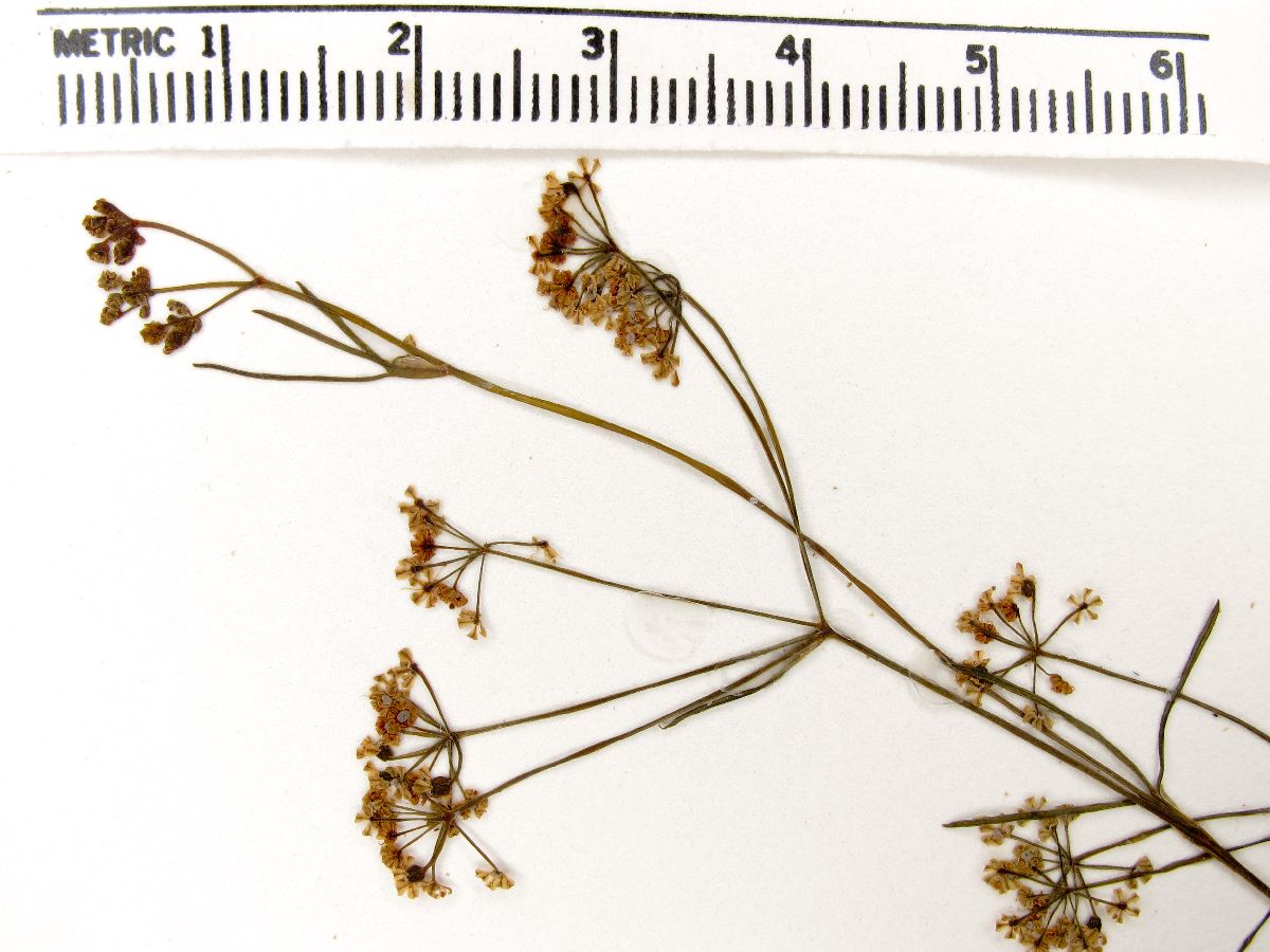 Donnellsmithia cordata image